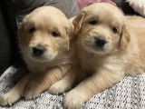 &Agrave; r&eacute;server : 3 chiots femelles Golden Retrievers LOF au pelage sable
