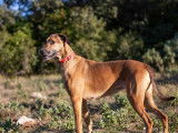 Chienne de 4 ans à donner
