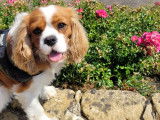 Mâle LOF Cavalier King Charles blenheim pour saillie