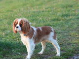 Mâle LOF Cavalier King Charles blenheim pour saillie