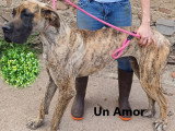 Dogue Allemand Male fauve bringé LOF