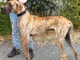 Dogue Allemand Male fauve bringé LOF