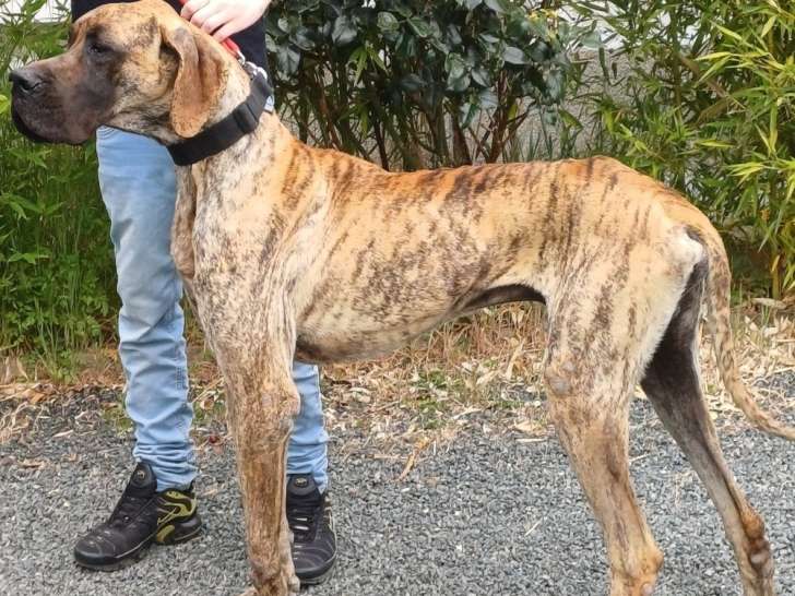 Dogue Allemand Male fauve bringé LOF