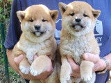 Trois chiots Shiba Inus LOF à réserver