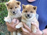 Trois chiots Shiba Inus LOF à réserver