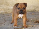 Chiot femelle Staffie LOF fauve &agrave; r&eacute;server