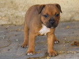 Chiot femelle Staffie LOF fauve &agrave; r&eacute;server