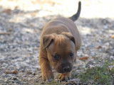 Chiot femelle Staffie LOF fauve &agrave; r&eacute;server