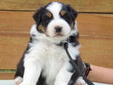 Des chiots Bergers Australiens LOF à vendre
