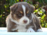 Des chiots Bergers Australiens LOF à vendre