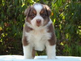 Des chiots Bergers Australiens LOF à vendre