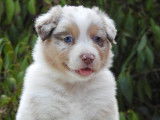 Des chiots Bergers Australiens LOF à vendre