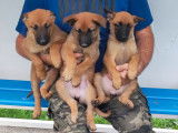 Des chiots Malinois LOF fauve charbonné à vendre