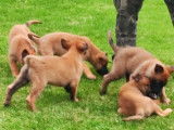 Des chiots Malinois LOF fauve charbonné à vendre
