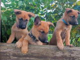 Des chiots Malinois LOF fauve charbonné à vendre
