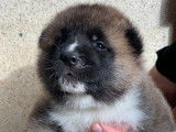 9 chiots Akitas Am&eacute;ricains LOF &agrave; r&eacute;server