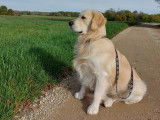 Mâle Golden Retriever disponible pour saillie