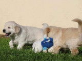 5 chiots Golden Retrievers &agrave; r&eacute;server