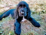 Trois chiots Field Spaniels LOF disponibles à la vente