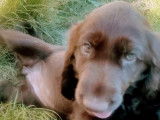 Trois chiots Field Spaniels LOF disponibles à la vente