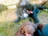 Trois chiots Field Spaniels LOF disponibles à la vente