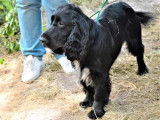 Trois chiots Field Spaniels LOF disponibles à la vente