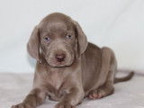 5 chiots Braques de Weimar LOF chocolat à vendre
