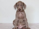 5 chiots Braques de Weimar LOF chocolat à vendre