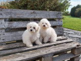 Des chiots Bichons à poil frisé LOF disponible à la vente