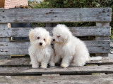 Des chiots Bichons à poil frisé LOF disponible à la vente