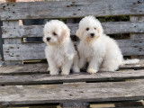 Des chiots Bichons à poil frisé LOF disponible à la vente