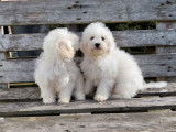 Des chiots Bichons à poil frisé LOF disponible à la vente