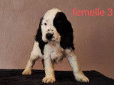 Des chiots Cockers Anglais à la vente (LOF)