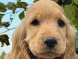 Deux chiots femelles Cockers Anglais LOF fauves disponibles à la vente