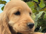 Deux chiots femelles Cockers Anglais LOF fauves disponibles à la vente
