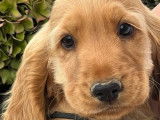 Deux chiots femelles Cockers Anglais LOF fauves disponibles à la vente