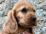 Deux chiots femelles Cockers Anglais LOF fauves disponibles à la vente