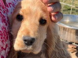 Deux chiots femelles Cockers Anglais LOF fauves disponibles à la vente