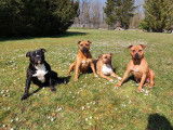 4 chiots Amstaff LOF à réserver