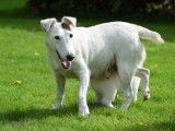 5 chiots Fox Terriers à poil lisse à réserver (LOF)