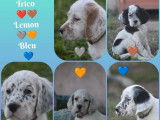 7 chiots Setters Anglais LOF disponibles à la réservation