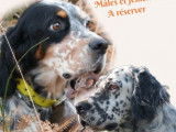 7 chiots Setters Anglais LOF disponibles à la réservation