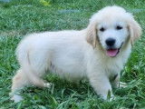 Un chiot Golden Retriever LOF à la vente