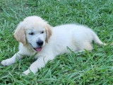 Un chiot Golden Retriever LOF à la vente