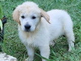 Un chiot Golden Retriever LOF à la vente