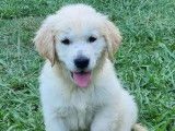 Un chiot Golden Retriever LOF à la vente