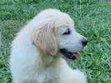 Un chiot Golden Retriever LOF à la vente