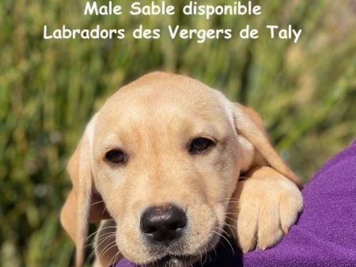5 chiots Labrador Retrievers LOF à vendre