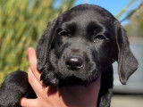 5 chiots Labrador Retrievers LOF à vendre