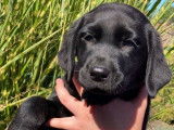 5 chiots Labrador Retrievers LOF à vendre